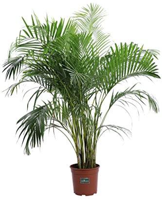 Pianta di Areca o Dypsis Lutescens pianta ornamentale da arredo interno pianta vera venduta da eGarden.store (Vaso 27 cm)