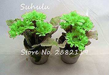 Barato 40 Unids Mini Hermosa Perennes Semillas De Girasol Ornamental Balc & Oacute; N Bonsai Semillas De Flores De Semillas De Girasol Enano De Interior Y Al Aire Libre De La Mezcla