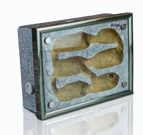 Formicarium Ameisennest Ameisenfarm