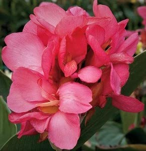 Canna Lily, Dwarf Pink Flowering Rose Starter Plant