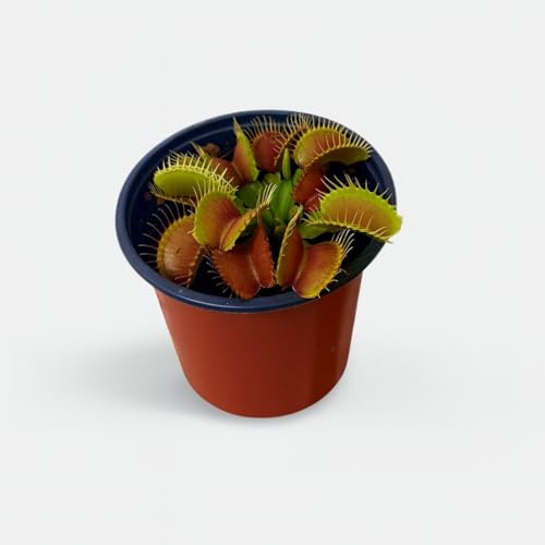 Garden Center Shop | Dionaea muscipula M12 Tamaño: M | Planta Carnívora Venus Atrapa Moscas | Ideal Control Natural de Insectos | Maceta 12 cm