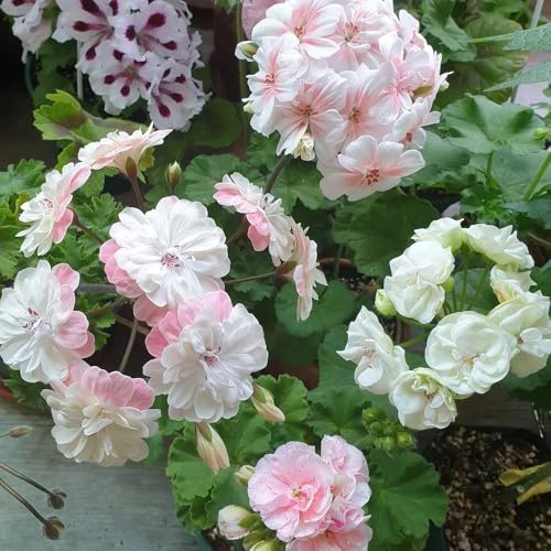 semillas de geranio, sombra geranios pelargonios colgantes de perennes resistentes Decoración de jardín para exteriores, 75pcs