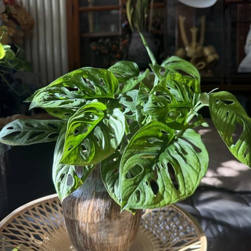 semillas de monstera - resistentes, balcón perennes jardín cobertura del 220pcs