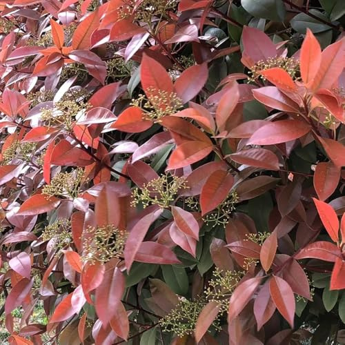 Semi di nespolo rosso pettirosso, arbusti sempreverdi resistenti di Photinia Fraseri Red Robin, arbusti a crescita rapida da siepe resistenti di arbusti perenni 800pcs
