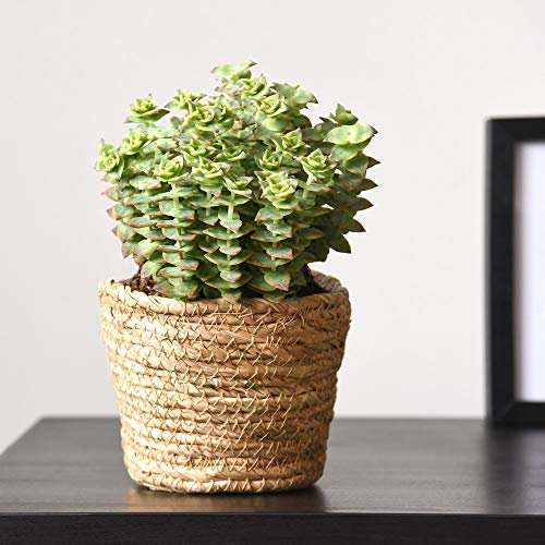 Crassula Perforata String of Buttons Indoor House Plant Tender Perennial Succulent, Low Maintenance and Easy to Grow 2X 10cm Pot Crassula Perforata by Thompson and Morgan (2)