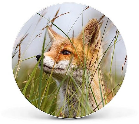 banjado Magnettafel Ø 47cm Weiß - Magnetwand aus Metall - Magnetpinnwand als Memoboard - Pinnwand Magnettafel Küche, Büro, Kinderzimmer inkl. 4 Magnete & Montageset - Fuchs