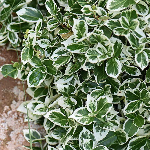 Potted Hardy Evergreen Shrub Euonymus for Outdoors, Ground Cover Plant with Variegated Foliage, 1 x Euonymus Emerald Gaiety (Spindle) Plant in a 3 Litre Pot by Thompson & Morgan