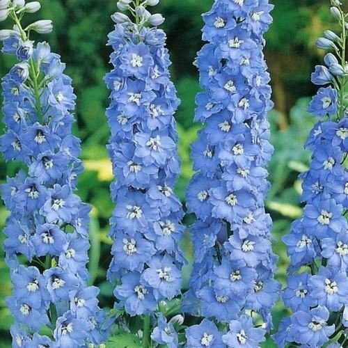 50 Semi Delphinium Estate Semi Cielos Fiori (Delphinium Cultorum)