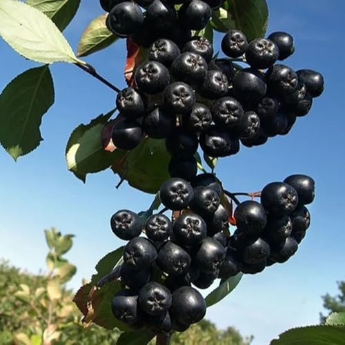 AroniaSamen, Aroniabeeren, obstsamen für garten Aronia melanocarpa, obstbaum exotische balkonpflanzen winterhart 80Samen
