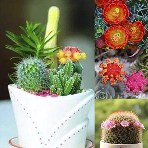 Orange: 50Pcs Rare Succulent Cactus Plant Seeds DIY Artificial Home Decorations Ok: Package Seeds Only