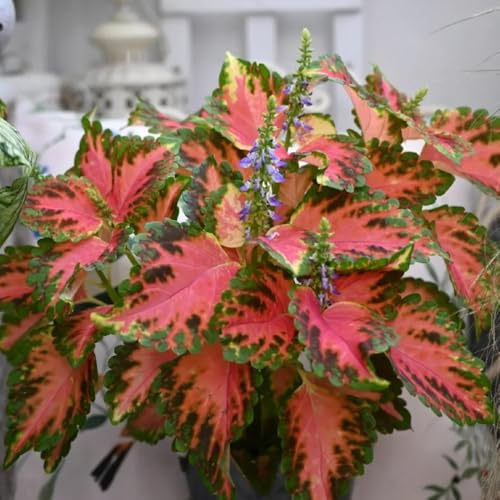 buntnesselsamen - seltene steingarten balkongarten hochbeet gewächshaus balkon bio pflanzensamen garten topfpflanzen deko büro bodendecker stauden zimmerpflanze schnittblumen 600pcs