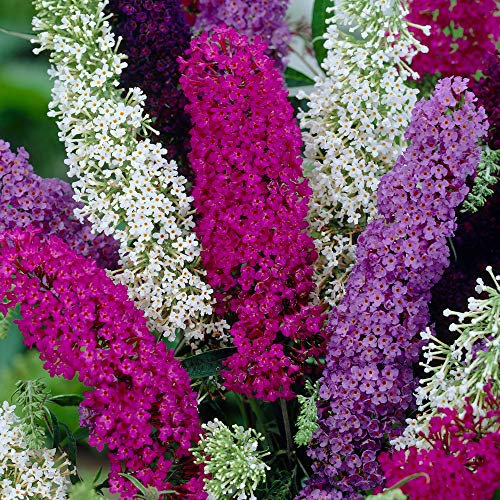 Buddleia Tricolour Butterfly Bush - Multi Coloured Hardy Healthy Garden Plants Colourful Potted Buddleja Shrubs (30-50cm (Incl. Pot))