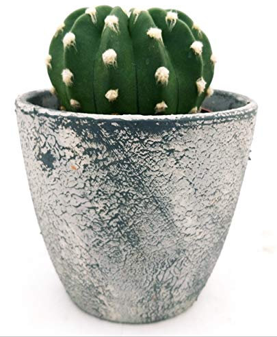 POWERS TO FLOWERS - ECHINOPSIS SUBDENUDATA IN VASO CERAMICA RUSTICO, GIGLIO DI PASQUA, pianta vera