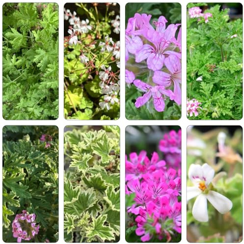 geranio limone prato selvatico, semina autunno, semi selvatici perenni decorazioni giardino per esterni balcone con letti sollevati 200pcs