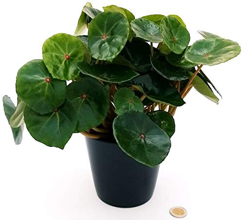 POWERS TO FLOWERS - BEGONIA REX CONCHIFOLIA, IN VASO CERAMICA NERO OPACO, pianta vera