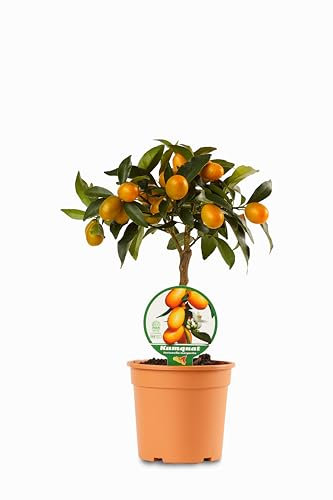 Kumquat Mini Albero in Vaso di Plastica Riciclabile, Ø 15 cm, Colore Cotto 40 cm di altezza - pianta viva