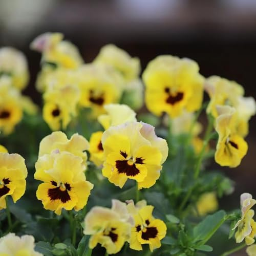 400 piezas semillas de pensamiento resistentes - semillas de violeta cornuda, jardín pradera silvestres perennes,