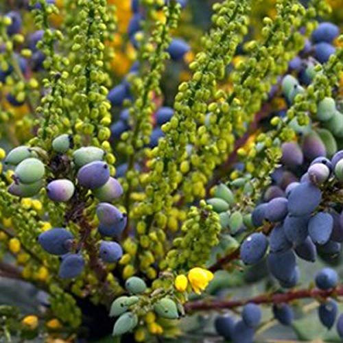 Oregon grape 'Charity' - Mahonia Media 'Charity' - 50-60 cm Topf - Wintergrüne Pflanze mit duftenden Blüten