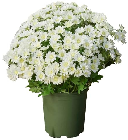 Artificial Flowers Outdoor, 5 Bundles Autumn Flowers, Fake Sunset Chrysanthemum Bouquet,UV-Resistant Faux Greenery Plants Indoor - Garden Decoration for Wedding, Porch,Balcony (White)
