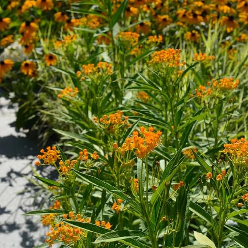 asclepias, winterharte kübelpflanzen asclepias blumenwiese mehrjährig bodendecker wildbalkonblumen bio blumenbeet winterharte 60samen