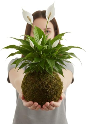 Kokedama de Espatifilo Natural | Planta Viva de Interior Purificadora | Spathiphyllum en Musgo DECOALIVE | Estilo Japonés