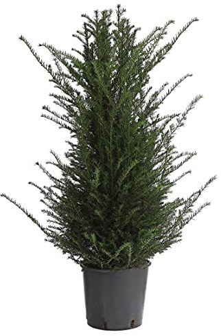 Dehner Gemeine Eibe, Taxus baccata, weiche Nadeln, 80-100 cm, 10 l Topf, Nadelgehölz