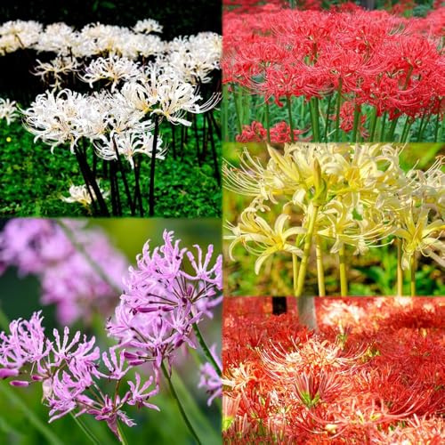 10 piezas bulbos de sangre decoracion de bulbos lirio araña, acónito invierno bulbo jardín que florecen en primavera balcón