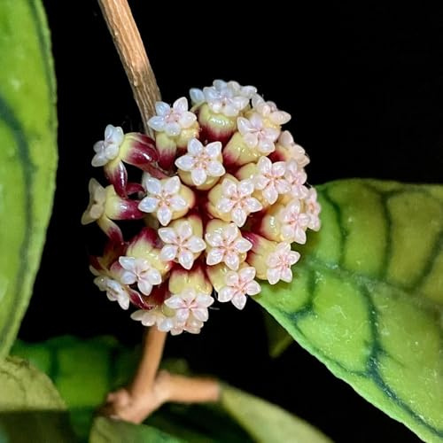 hoya balkon hoyasamen wohnzimmer deko gartendeko für draußen, blumenteppich gartenpflanzen dekoration 450pcs
