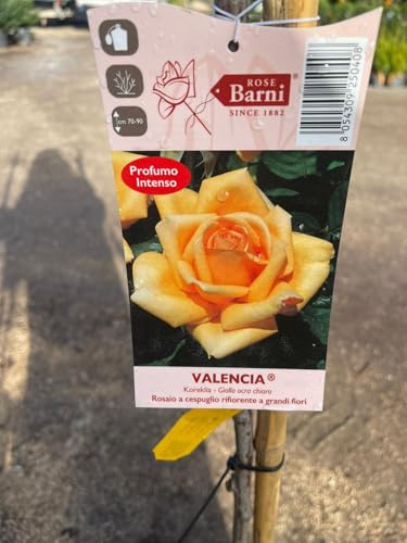 PIANTA DI ROSA ALBERELLO BARNI VASO BIANCO (foto reali) COLORI MIX (MPN:Valencia;)