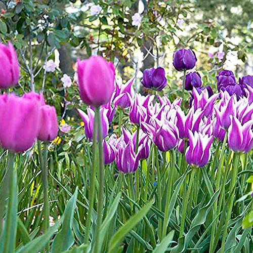 Tulip Purple Passion Garden Plant Hardy Bulb Flowering Garden Plants Easy to Grow Your Own 25x Bulbs by Thompson and Morgan