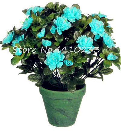Nouvelles Graines De Fleurs D'Azalée Rhododendron Pour Le Jardinage Vert Paquet De 100 Graines
