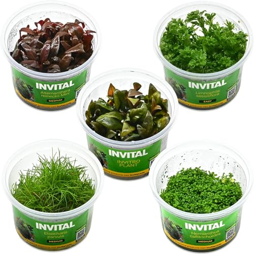 INVITAL Aquarium Pflanzen Set mit 5 pflegeleichten Pflanzen, In-vitro
