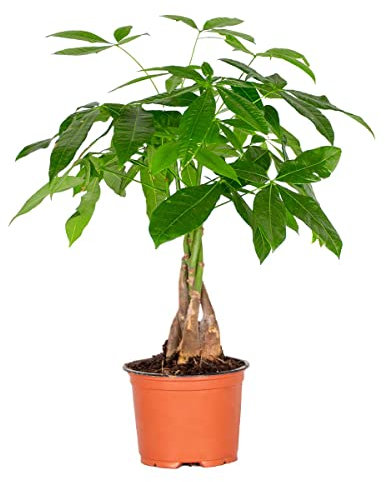 Bloomique - Pachira Aquatica - Glückskastanie - Zimmerpflanzen - Luftreinigend - Pflegeleicht - Höhe 25-35 cm - Topf 12 cm