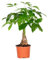 Pachira Aquatica - Árbol del Dinero - Plantas Naturales Interior - Fácil de Mantener - ⌀12 cm - 25-35 cm