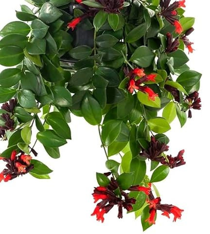Aeschynanthus Mona Lisa in 15cm Hanging Pot - Lipstick Plant