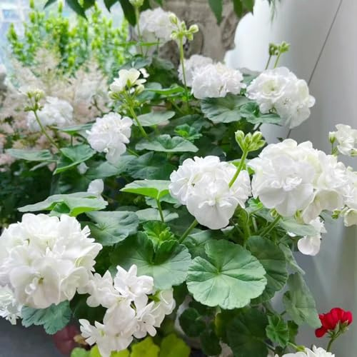 geranio - esotico balcone giardino roccioso raro in vaso organico 180semi
