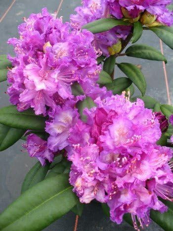 Rhododendron Alfred 30-40 cm hoch im 4 Liter Pflanzcontainer