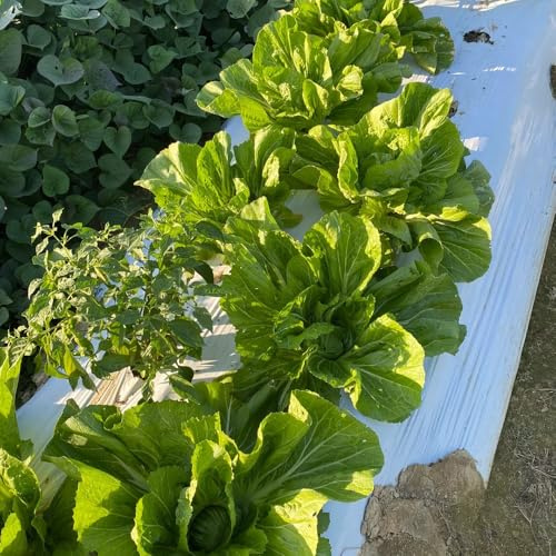 Semillas de mostaza, semillas de mostaza organicas, Las de jardín de rocas son resistentes organicas 60pcs