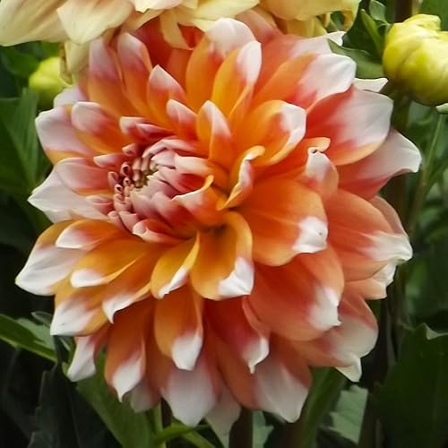 Dahlienknolle : Dahlia - Deko Dahlien  Orange Duet  1 Knolle/Rhizom
