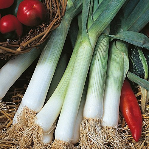 Leek Blue Solaise Pack Kings's Vegetable Seeds