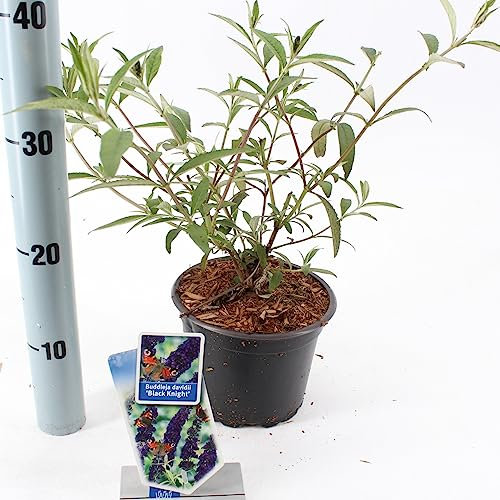 Schmetterlingsflieder Black Knight C2 40-80 cm - Buddleja davidii - Sommerflieder - Fliederspeer