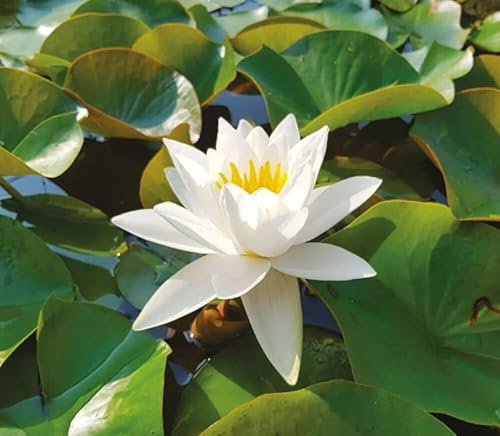 Pianta di Ninfea Bianca con vaso, da inserire in laghetti o stagni Fioritura da maggio ad ottobre