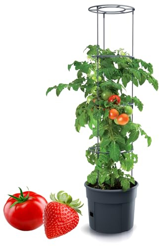 Tymar Tomatkruka, tomatkruka, tomatväxt, tomatbalkong, med rankhjälprangerrid, med vattenbehållare (1 st, ø 35 cm)