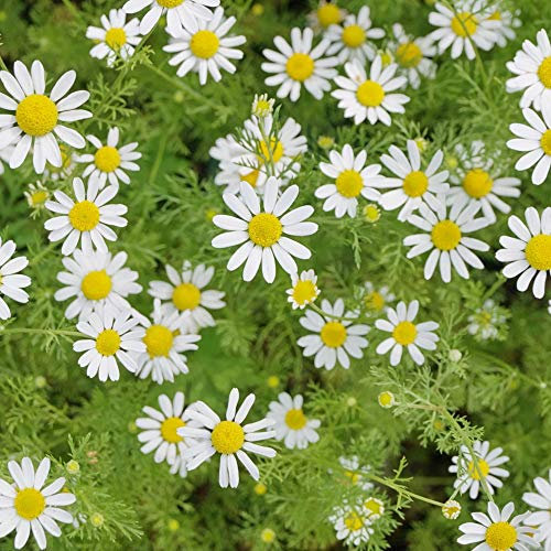 Chamomile (Wild or German) Seeds Matricaria recutita Scented Mayweed Hardy Annual Flowering Garden Plants Easy to Grow Your Own 1 Packet of 700 Seeds by Thompson and Morgan