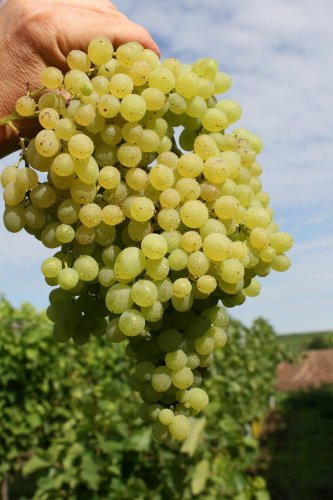 Vitis vinifera Rusbol - Weinrebe Tafeltraube - weiße Weinrtauben - kernlos/kernarm