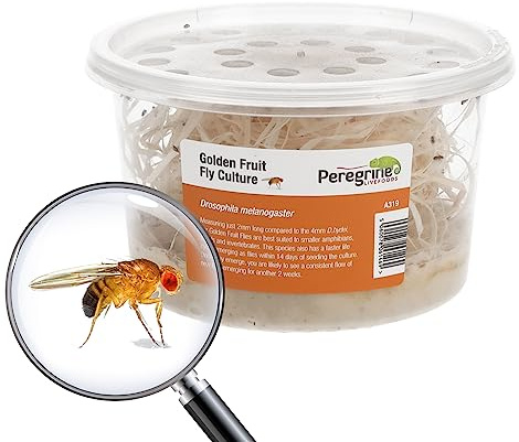 Livefoods4u Golden Fruit Fly Culture | Live Food for Reptiles & Frogs |