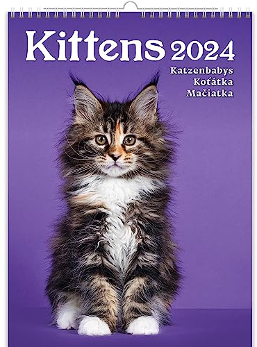 KALPA Calendario 2024 de gato, el último calendario mensual de pared (24 x 33 cm) en cautivador vertical. Un impresionante calendario de fotos que aporta arte a tu vida diaria.