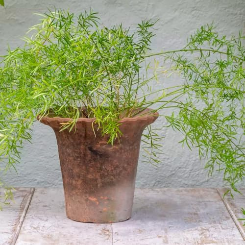 Rustic Terracotta Plant Pot with Frill Edge - Small, Fluted Clay Garden Planter, Terracotta Pie Crust Pot, Vintage Mediterranean Style Garden Indoor Outdoor Herb, Flower, Succulent Plant Cover