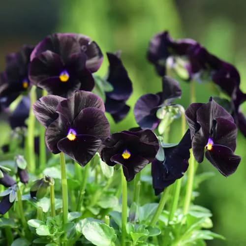 semi di viola del pensiero resistenti - balcone perenni esotiche aiuole rialzate giardino 100pcs