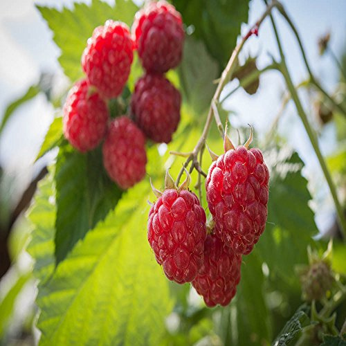 Bare Root of Nova Raspberry, Summer Bearing Raspberry Plants (5)